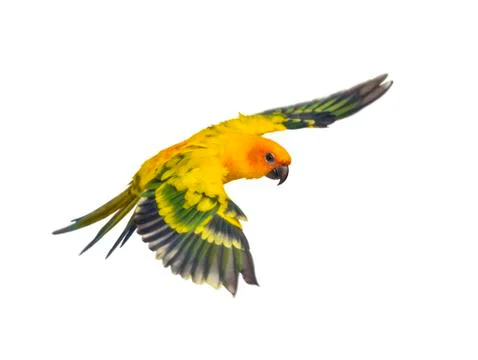 Sun parakeet, bird, Aratinga solstitialis, flying, isolated Stock Photos