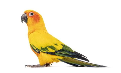 Sun parakeet, bird, Aratinga solstitialis, isolated on white Stock Photos