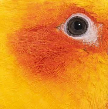 Sun parakeet, bird, Aratinga solstitialis, isolated on white Stock Photos