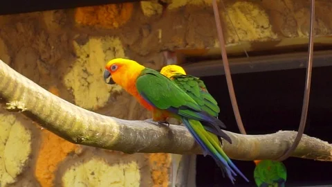 Sun Parakeet on the branch 库存影片 88475231