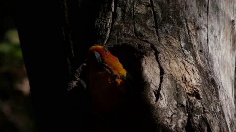 Sun Parakeet in the burrow, a Jumping Spider lands on its head annoying 库存影片 157803761