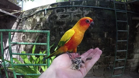A sun parakeet eats seeds Stockbeeldmateriaal 71479784