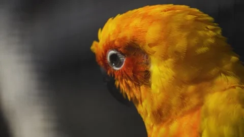 Sun parakeet grooming 스톡 동영상 272810875