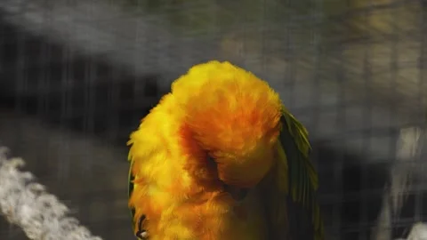 Sun parakeet grooming Stock Footage 272811240