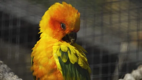 Sun parakeet grooming 스톡 동영상 272811516
