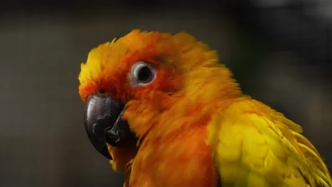 Sun parakeet grooming 스톡 동영상 272811772