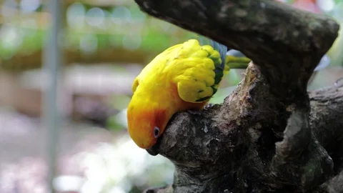 Sun Parakeet, or Aratinga solstitialis,  or Sun Conure Vídeos de archivo 129494954