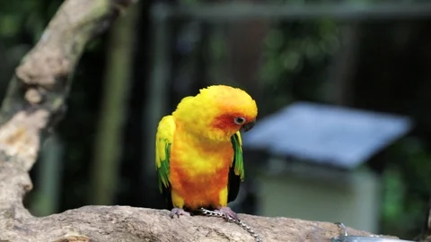 Sun Parakeet, or Aratinga solstitialis,  or Sun Conure Видео 129495529