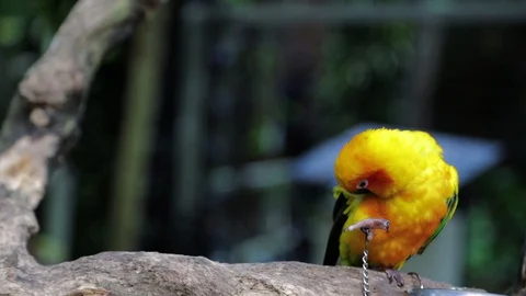 Sun Parakeet, or Aratinga solstitialis,  or Sun Conure 库存影片 129495934