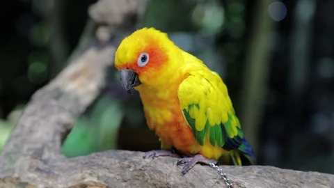 Sun Parakeet, or Aratinga solstitialis, or Sun Conure Vidéo 129498387