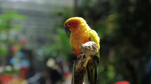 Sun Parakeet, or Aratinga solstitialis, or Sun Conure Видео 129498646