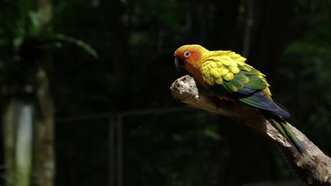 Sun Parakeet, or Aratinga solstitialis, or Sun Conure 스톡 동영상 129499696