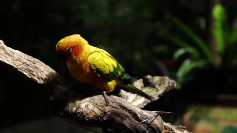 Sun Parakeet, or Aratinga solstitialis, or Sun Conure Видео 129500602