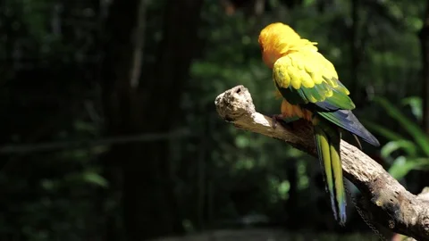 Sun Parakeet, or Aratinga solstitialis, or Sun Conure Stock Footage 129500910