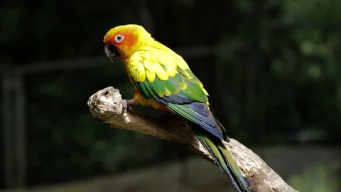 Sun Parakeet, or Aratinga solstitialis, or Sun Conure Stock-Footage 129500944