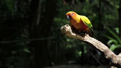 Sun Parakeet, or Aratinga solstitialis, or Sun Conure Stock Footage 129502374