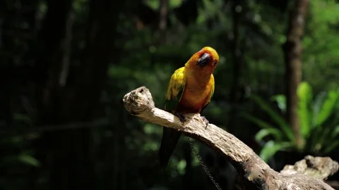 Sun Parakeet, or Aratinga solstitialis, or Sun Conure Video stock 129503903