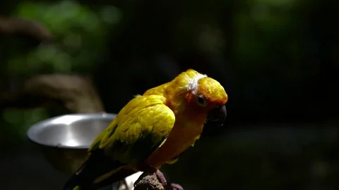 Sun Parakeet, or Aratinga solstitialis, or Sun Conure Stock Footage 129508608