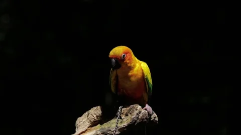 Sun Parakeet, or Aratinga solstitialis, or Sun Conure Vídeo Stock 129509588