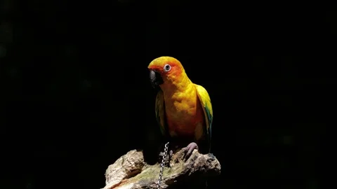 Sun Parakeet, or Aratinga solstitialis, or Sun Conure Video stock 129510139