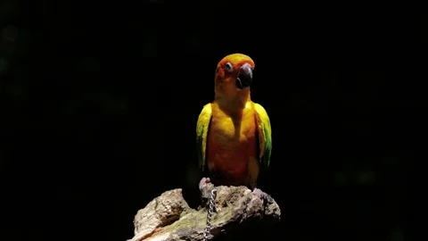 Sun Parakeet, or Aratinga solstitialis, or Sun Conure 動画素材 129510559