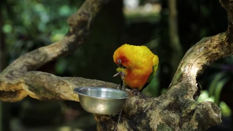 Sun Parakeet, or Aratinga solstitialis, or Sun Conure Stock Footage 129513536
