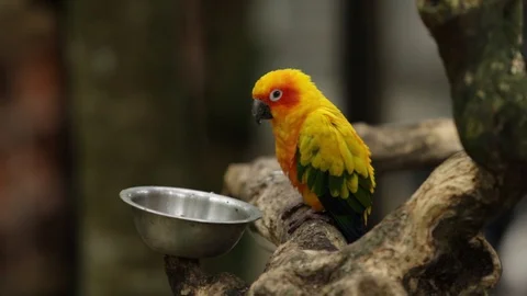 Sun Parakeet, or Aratinga solstitialis, or Sun Conure 動画素材 129525488