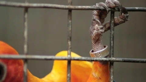 A Sun Parakeet or Sun Conure clinging on to its cage with a tracking ring Video stock 121587147