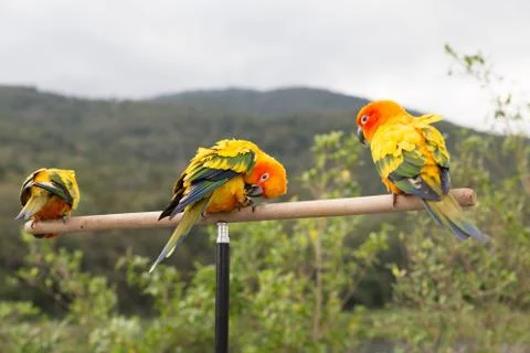 Sun Parakeet or Sun Conure, the beautiful yellow and orange parrot bird wit.. Stock Photos