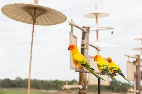 Sun Parakeet or Sun Conure, the beautiful yellow and orange parrot bird wit.. Stock Photos