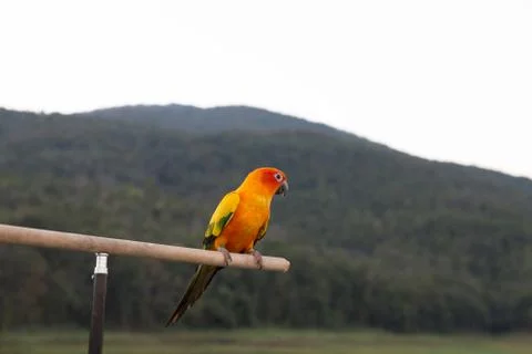 Sun Parakeet or Sun Conure, the beautiful yellow and orange parrot bird wit.. Stock Photos
