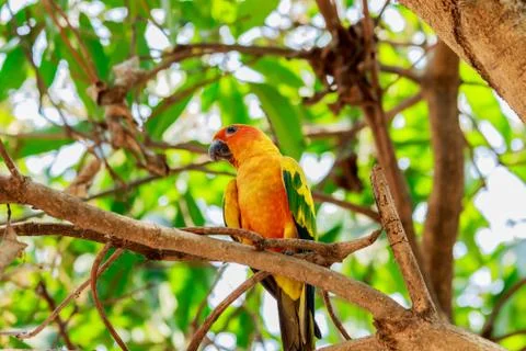 Sun Parakeet or Sun Conure parrot on tree. Stock Photos