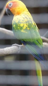 The Sun Parakeet Stock Photos