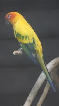 The Sun Parakeet Stock Photos