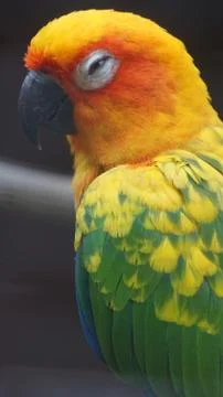 The Sun Parakeet Foto stock