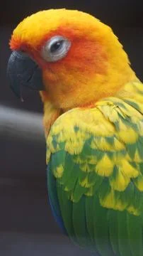 The Sun Parakeet Stock Photos