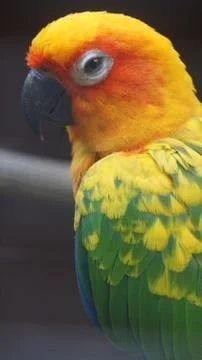 The Sun Parakeet Stock Photos