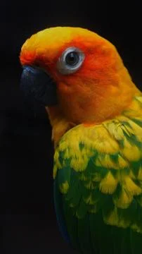 The Sun Parakeet Foto stock