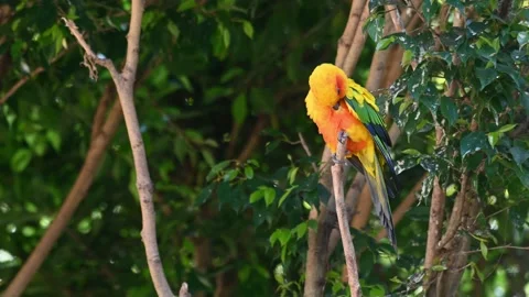 Sun Parakeet preening himself on a branch in the forest. 스톡 동영상 156896544