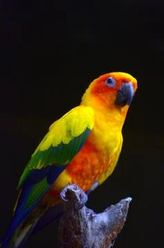 Sun parakeet sit on a tree brance Stock Photos