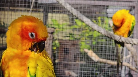 Sun parakeet sitting down  Stock Footage 274440930