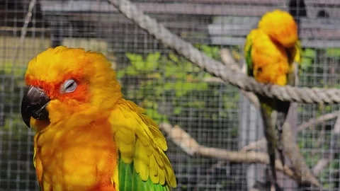 Sun parakeet sitting down  스톡 동영상 274441011
