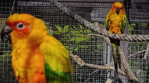 Sun parakeet sitting down  스톡 동영상 274441103