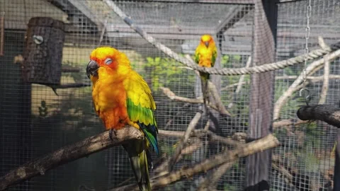 Sun parakeet sitting down  스톡 동영상 274441148