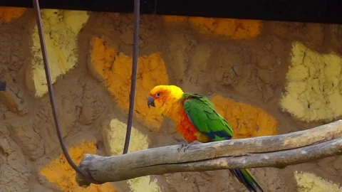 Sun Parakeet  sitting on a log Video stock 88459116