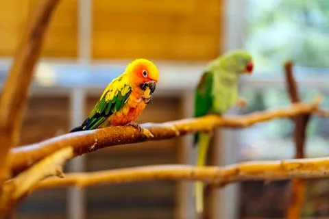 Sun Parakeet sitting on a perch. Aratinga solstitialis also known as the S... Stock Photos