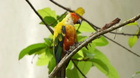 Sun parakeet, sun conure (aratinga solstitialis) with neck feather loss 库存影片 264243384