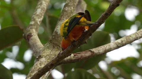 Sun parakeet, sun conure (aratinga solstitialis) with vibrant appearance, 스톡 동영상 265453802