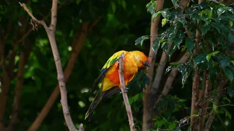 A sun parakeet turns his head sideways as he balances on a branch in the Video stock 156896491