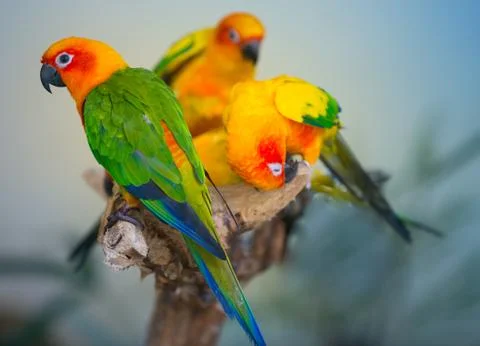 Sun parakeets, Aratiinga solstitialis, Stock Photos